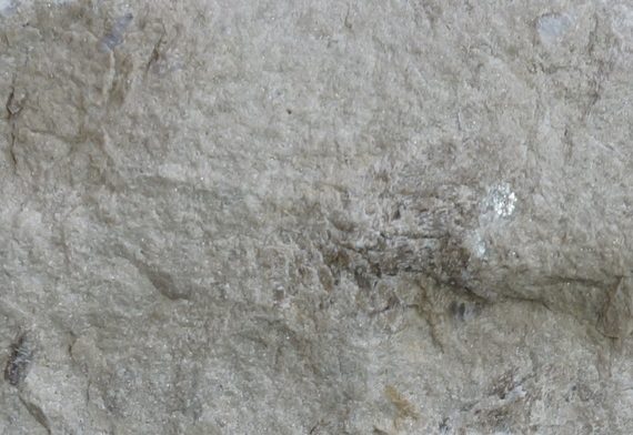 Известняк доломитизированный серый скала